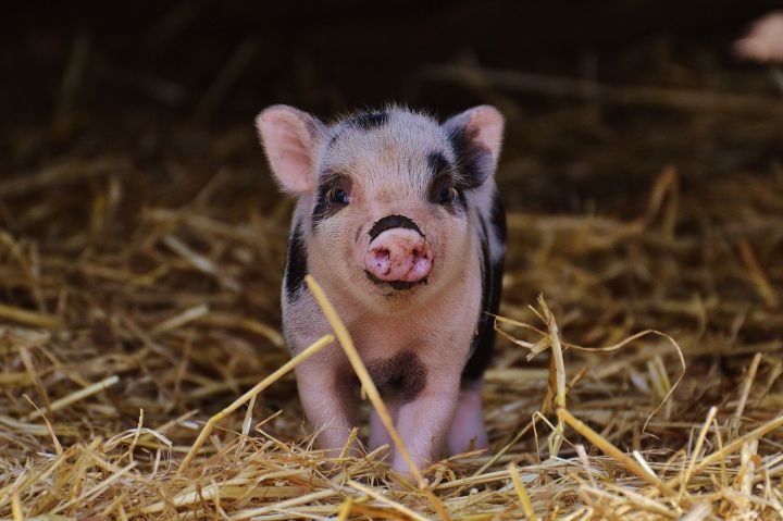 Ветслужба Татарстана предупредила об угрозе африканской чумы свиней