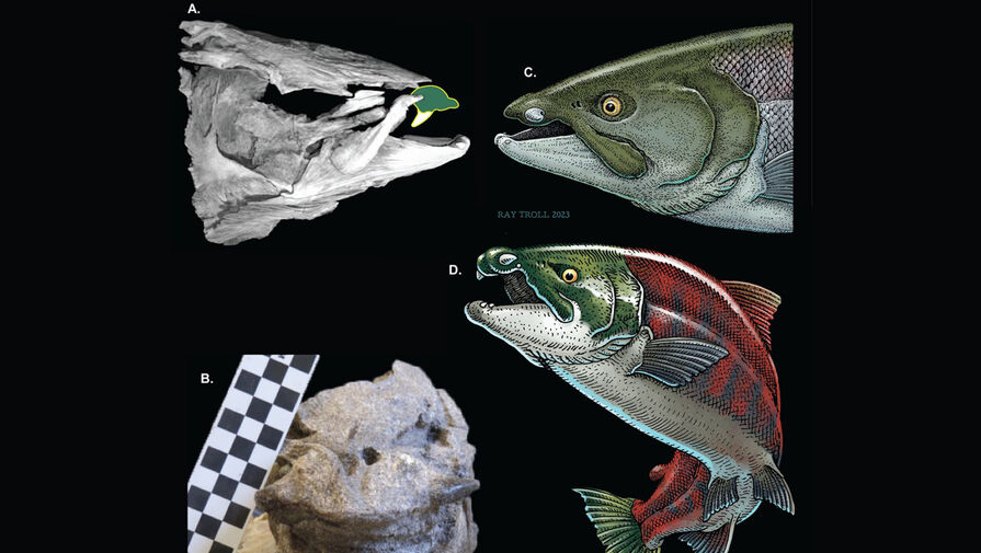 Ученые выяснили, что у гигантских древних лососей росли бивни